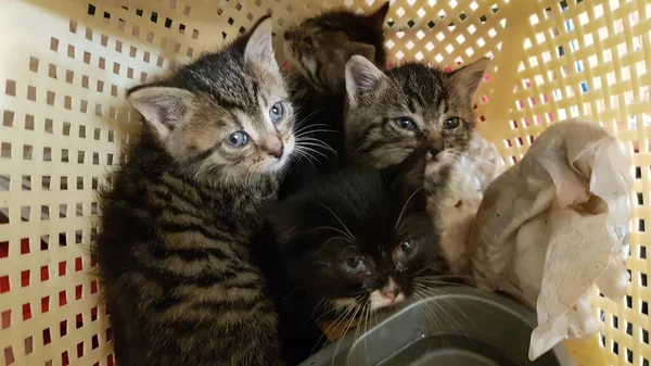 Čtyři Koťata Bolavýma Očima Nosítkách Zvířata Bez Domova — Stock fotografie