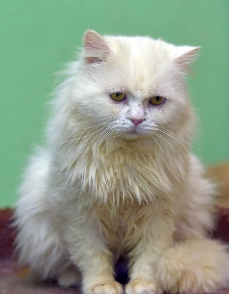 美丽而悲伤的白色绒毛猫 — 图库照片