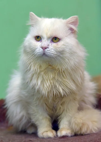 Schöne Traurige Weiße Flauschige Katze Aus Nächster Nähe — Stockfoto