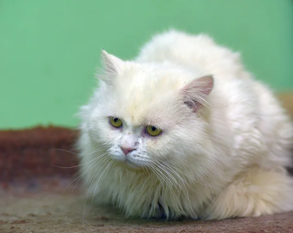 Krásný Smutný Bílý Nadýchaný Kočka Close — Stock fotografie