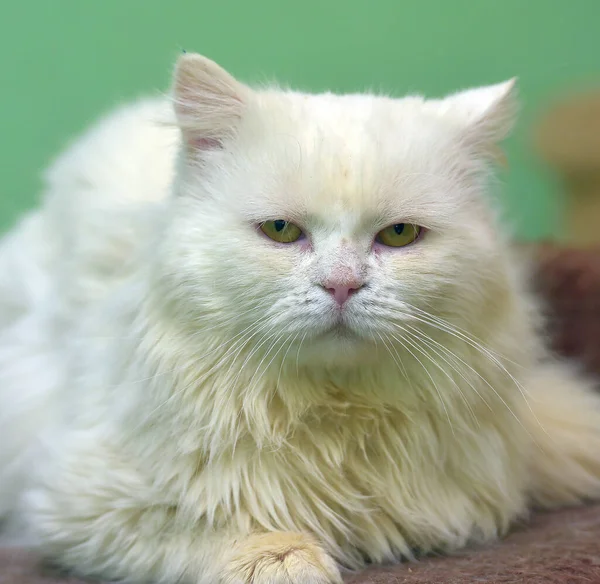 Krásný Smutný Bílý Nadýchaný Kočka Close — Stock fotografie