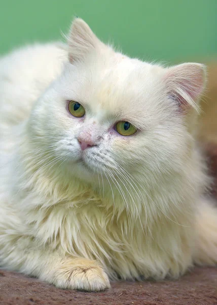 Красивая Грустная Белая Пушистая Кошка Крупным Планом — стоковое фото