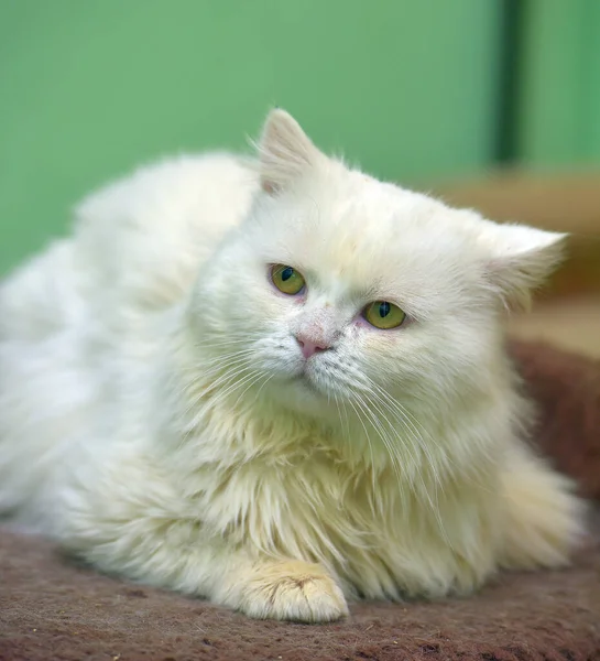 Красивая Грустная Белая Пушистая Кошка Крупным Планом — стоковое фото
