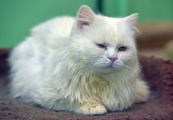 Bonito Triste Branco Fofo Gato Perto — Fotografia de Stock