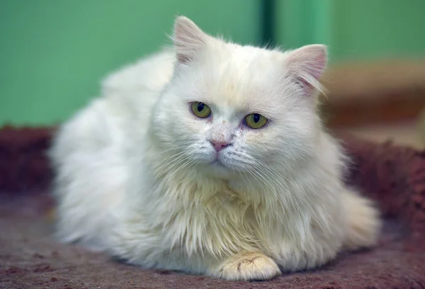 Vacker Ledsen Vit Fluffig Katt Närbild — Stockfoto