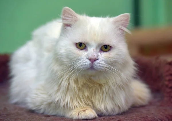 Vacker Ledsen Vit Fluffig Katt Närbild — Stockfoto