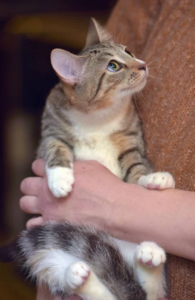 Tabby Λευκή Νεαρή Γάτα Στα Χέρια Από Κοντά — Φωτογραφία Αρχείου