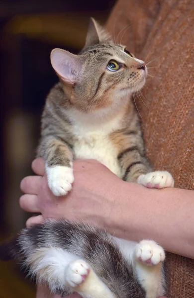 Tabby Com Branco Jovem Gato Nos Braços Perto — Fotografia de Stock