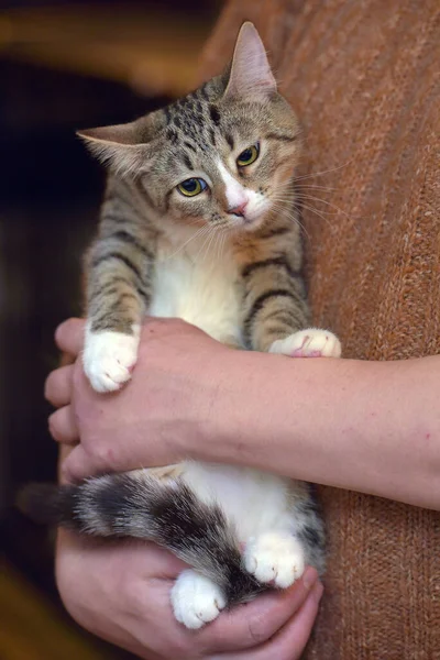 Tabby Com Branco Jovem Gato Nos Braços Perto — Fotografia de Stock