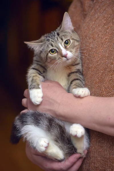 Tabby Bílou Mladou Kočkou Náručí Zblízka — Stock fotografie