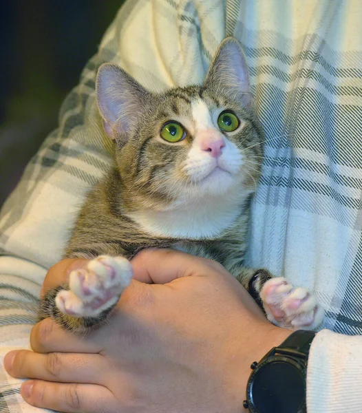 Tabby Dengan Kucing Muda Putih Lengan Dekat — Stok Foto