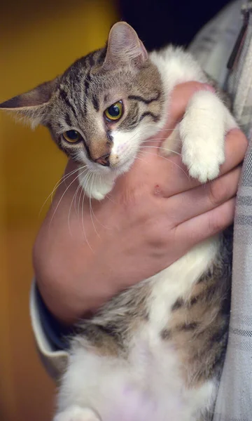 Tabby Dengan Kucing Muda Putih Lengan Dekat — Stok Foto