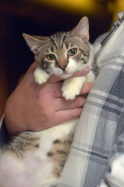 Tabby Bílou Mladou Kočkou Náručí Zblízka — Stock fotografie