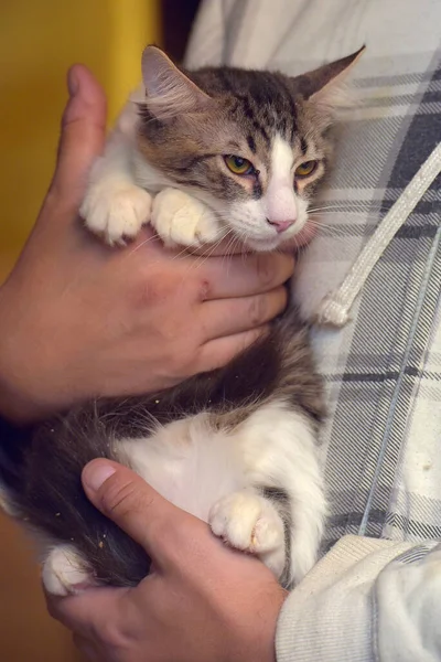 Tabby Con Giovane Gatto Bianco Braccio Vicino — Foto Stock