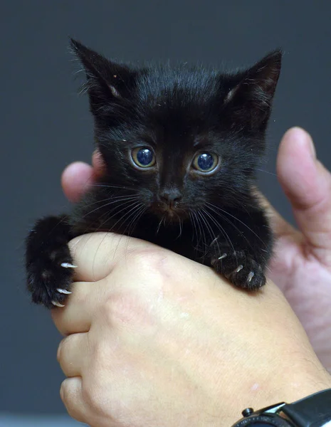 可爱的小黑猫手拿着照片 — 图库照片