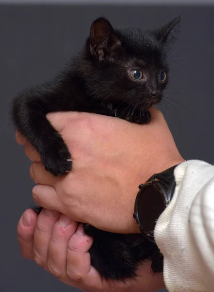 Niedliche Kleine Schwarze Kätzchen Den Händen Foto — Stockfoto