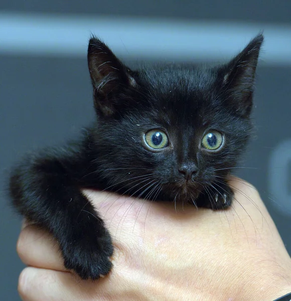 Cute Little Black Kitten Hands Photo — Stock Photo, Image