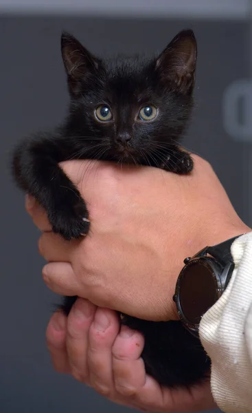 Милый Маленький Черный Котенок Руках Фото — стоковое фото