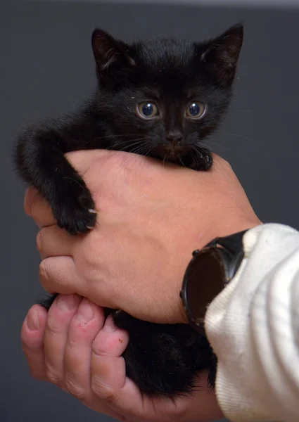 Bonito Pequeno Gatinho Preto Mãos Foto — Fotografia de Stock