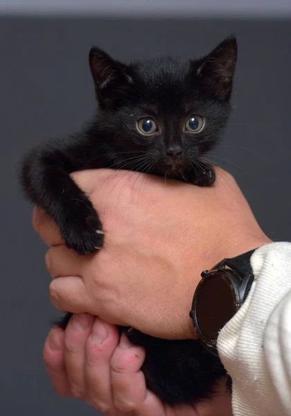 かわいい黒い子猫の手の写真 — ストック写真