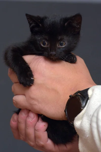 可爱的小黑猫手拿着照片 — 图库照片