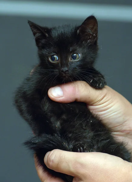 Lindo Pequeño Negro Gatito Manos Foto —  Fotos de Stock