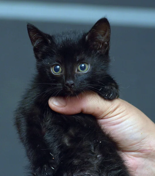 Cute Little Black Kitten Hands Photo — Stock Photo, Image