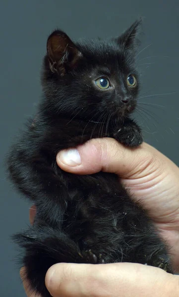 Roztomilý Malý Černý Kotě Ruce Foto — Stock fotografie