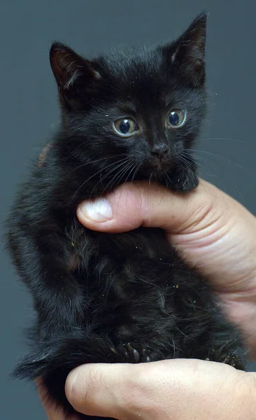 Mignon Petit Chaton Noir Dans Les Mains Photo — Photo