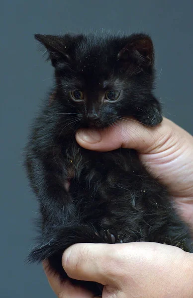 Lindo Pequeño Negro Gatito Manos Foto —  Fotos de Stock