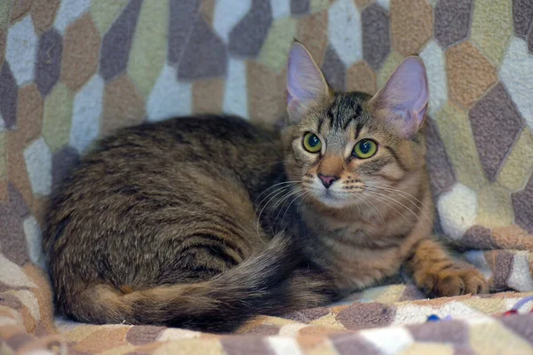 Bonito Marrom Listrado Europeu Shorthair Gato Gatinho — Fotografia de Stock