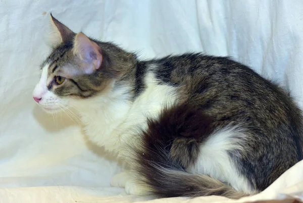 尾がふわふわのグレーと白の猫の茶色 — ストック写真