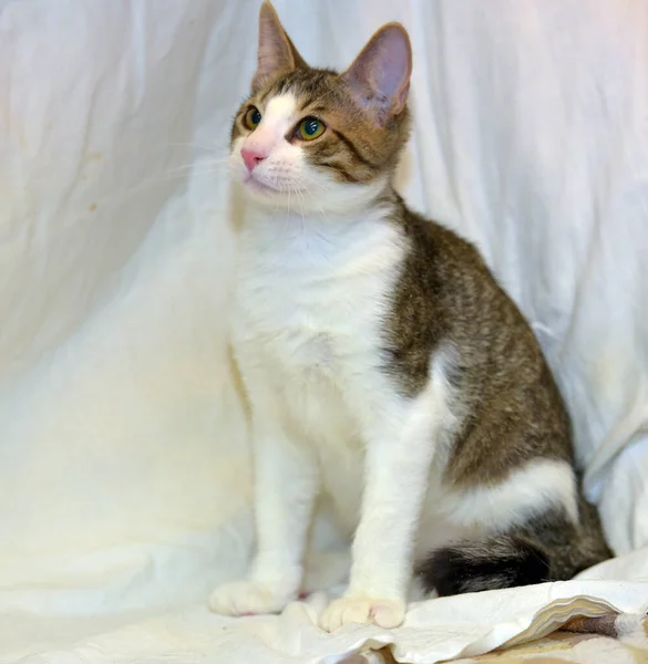 Striped White European Shorthair Young Cat Close — Stock Photo, Image