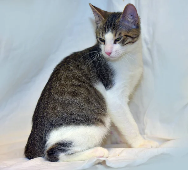 Striped White European Shorthair Young Cat Close — Stock Photo, Image