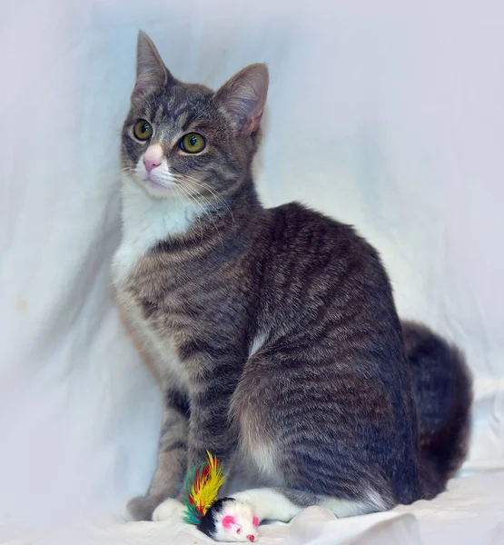 Striped White European Shorthair Young Cat Close — Stock Photo, Image