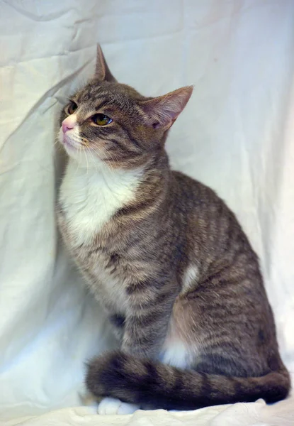 Striped White European Shorthair Young Cat Close — Stock Photo, Image