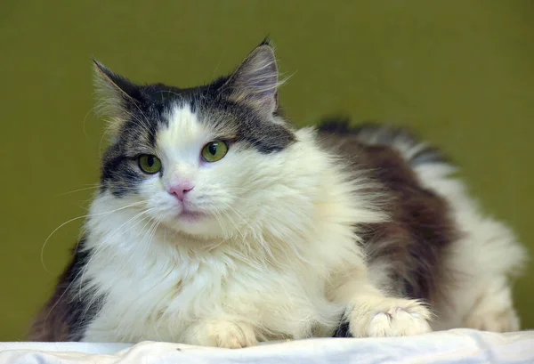 Beau Chat Forestier Norvégien Blanc Brun Moelleux — Photo