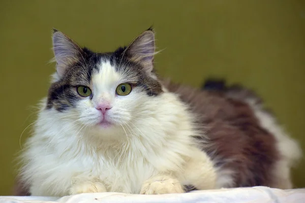 Vacker Fluffig Vit Och Brun Norsk Skogkatt — Stockfoto