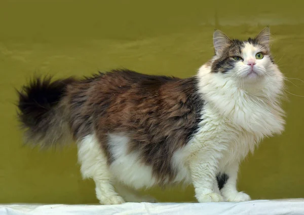 Mooi Pluizig Wit Bruin Noors Bos Kat — Stockfoto