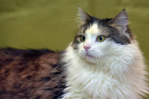 Beau Chat Forestier Norvégien Blanc Brun Moelleux — Photo