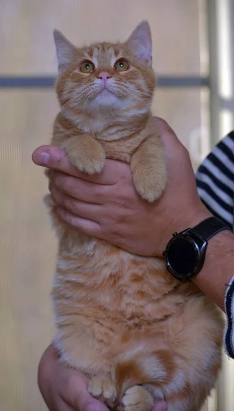 Όμορφη Χαριτωμένη Γάτα Πιπερόριζα Στα Χέρια Από Κοντά — Φωτογραφία Αρχείου