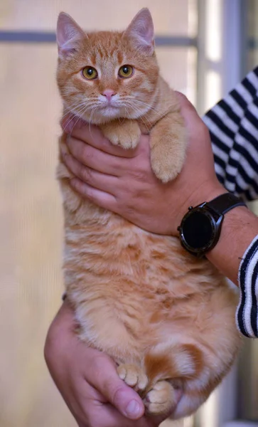 Güzel Şirin Kızıl Tekir Kedi Ellerde Yaklaş — Stok fotoğraf