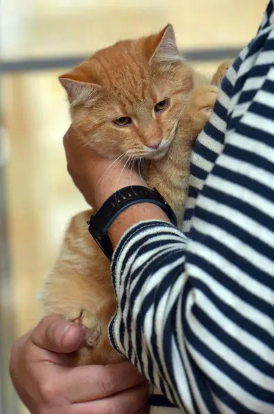 Schöne Süße Ingwer Tabby Katze Den Händen Aus Nächster Nähe — Stockfoto