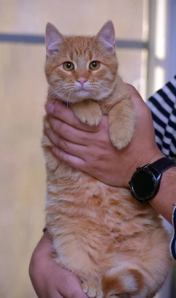 Güzel Şirin Kızıl Tekir Kedi Ellerde Yaklaş — Stok fotoğraf