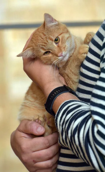 Schöne Süße Ingwer Tabby Katze Den Händen Aus Nächster Nähe — Stockfoto