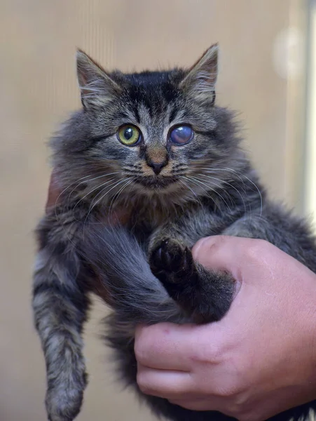 kitten with sore eyes, lesion of the cornea of the eye in cats