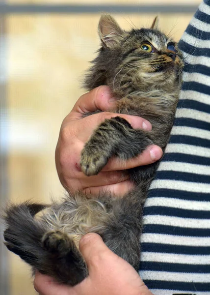 Kucing Dengan Mata Sakit Lesi Kornea Mata Pada Kucing — Stok Foto