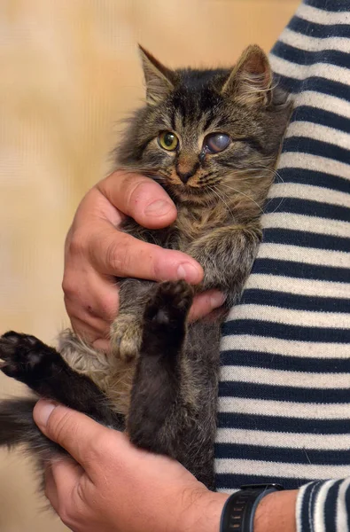 Kucing Dengan Mata Sakit Lesi Kornea Mata Pada Kucing — Stok Foto