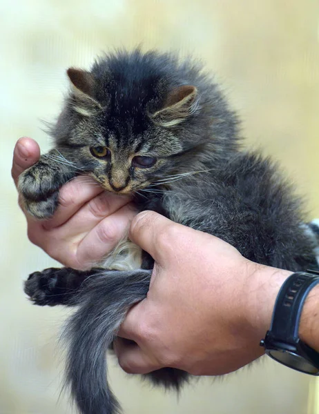 Kitten Sore Eyes Lesion Cornea Eye Cats — Stock Photo, Image