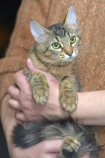 Muda Tabby Eropa Kucing Berbulu Pendek Dalam Pelukan — Stok Foto